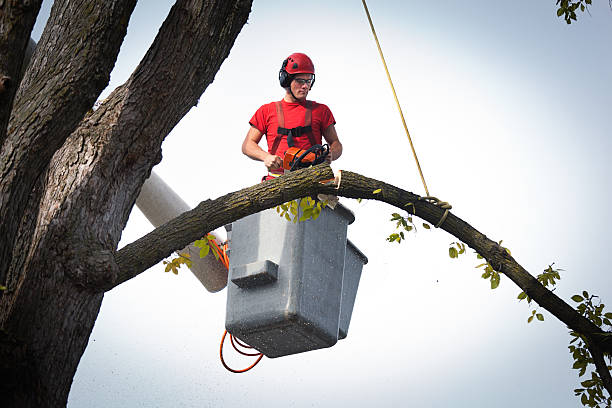 Tree Health Inspection in Farley, KY